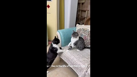 Adorable kitty FIGHT #cat