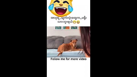 Funny dog 😌🤣