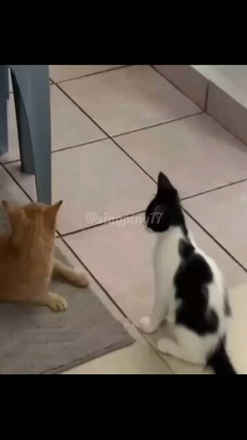 "When you and your bestie start a fight but forget what it was about. 🐱🥊😂"