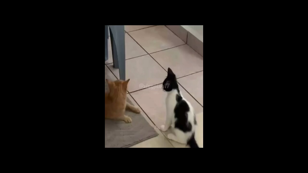 "When you and your bestie start a fight but forget what it was about. 🐱🥊😂"