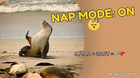 NAP TIME! 🐚🦭 | Mama Seal & Her Baby Rest on the Shore