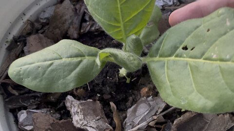 Part 3: Tobacco growing Update