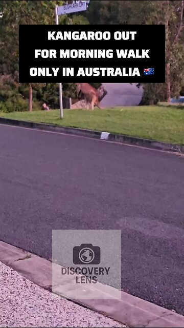 Kangaroo taking morning walk