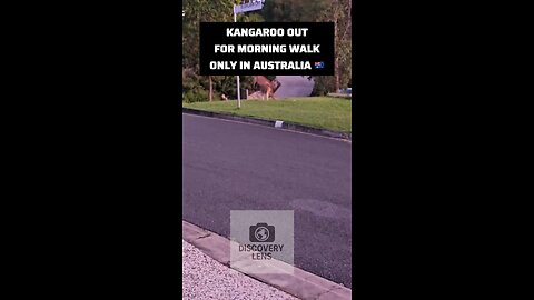 Kangaroo taking morning walk