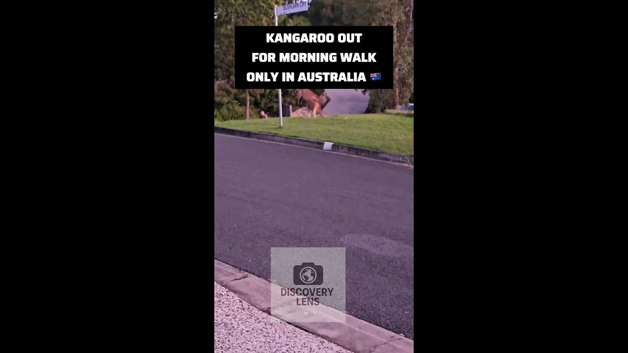 Kangaroo taking morning walk