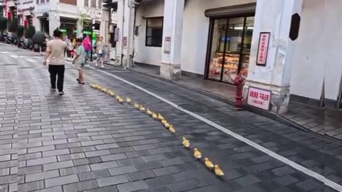 These hundreds of ducks follow their owners walking very neatly #shorts #viral