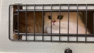 😂 The Most Hilarious Animal Escape Ever! | FunFM