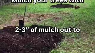 Mulch your trees!