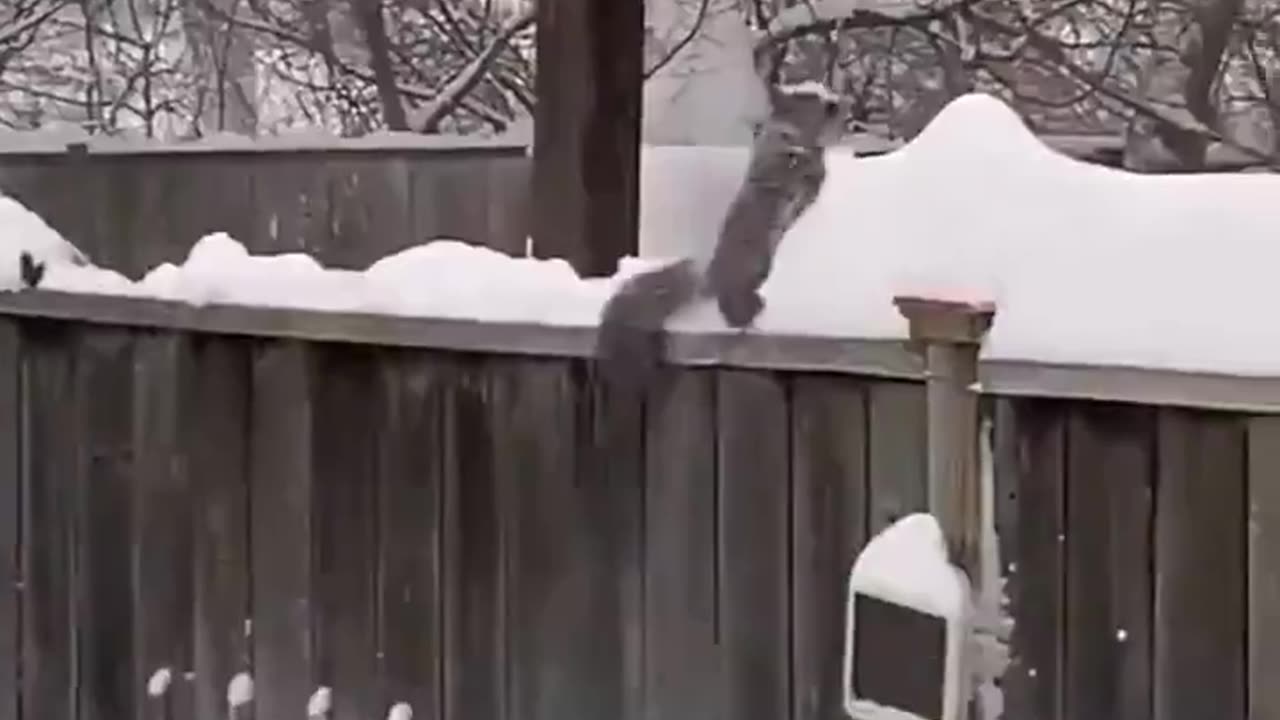 this squirrel clearing snow off his fence.. 🐿️❄️