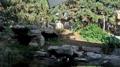 Hungry Polar Bear at the San Diego Zoo