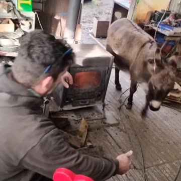 When this donkey wants to hug his keeper, he comes to his shop,