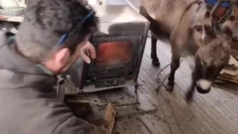 When this donkey wants to hug his keeper, he comes to his shop,