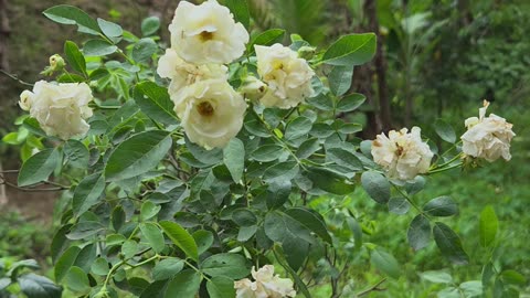 🌸 New White Roses Blooming on the Farm 🌸