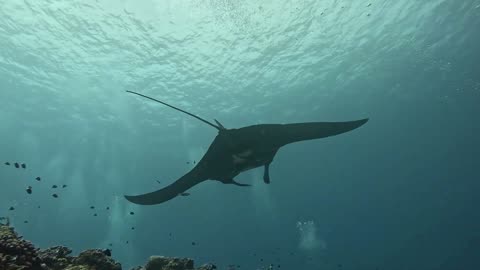 The beautiful stingray in the sea off Japan.