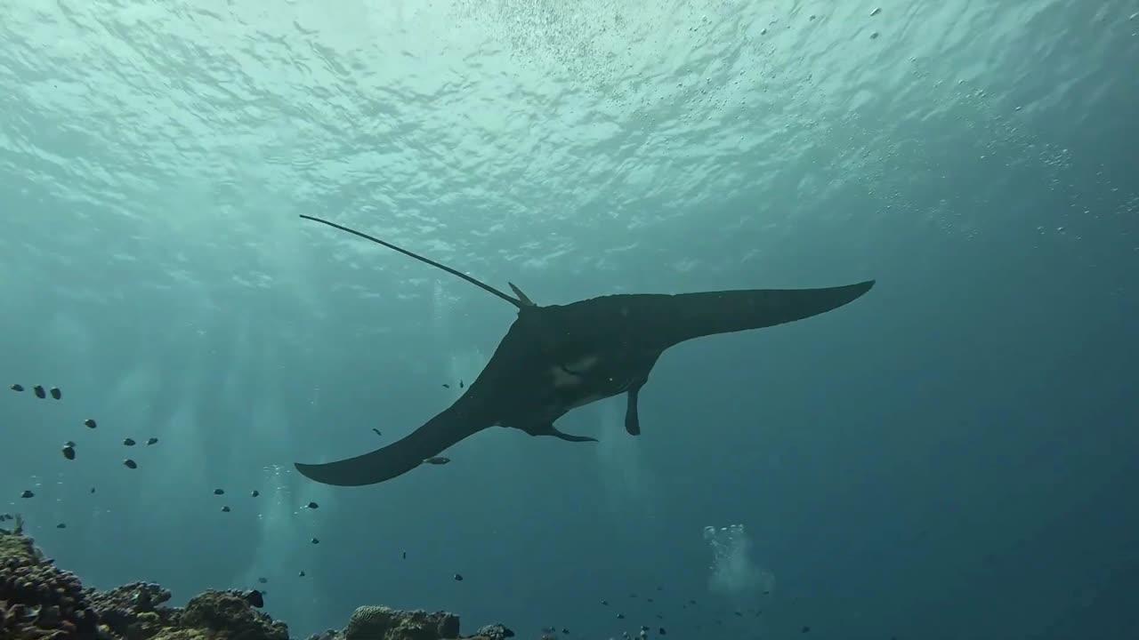 The beautiful stingray in the sea off Japan.