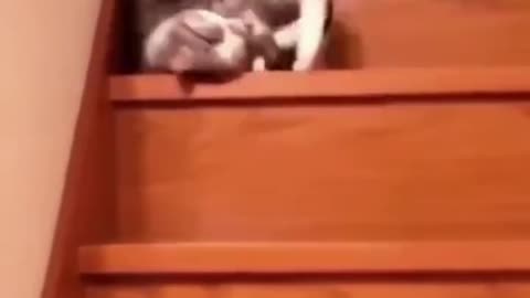 The Cat Olympics: Stair Descent Edition