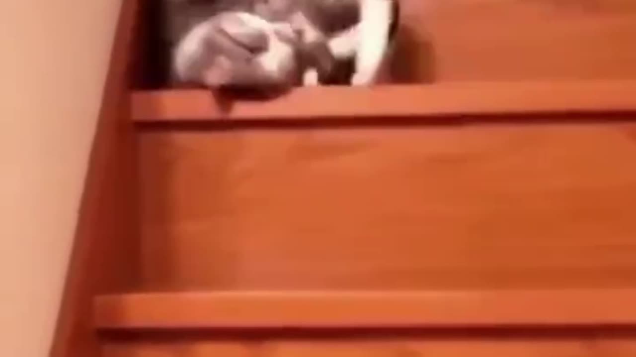 The Cat Olympics: Stair Descent Edition