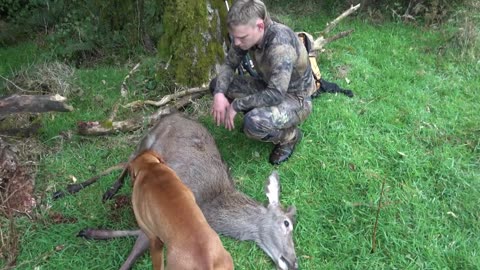 Quick meat hunt for red deer
