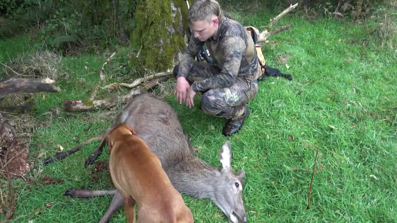 Quick meat hunt for red deer