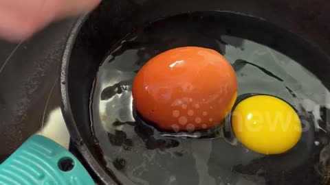 Exclusive: Woman cracks open pet chicken's HUGE egg to find 1 in 25 million surprise