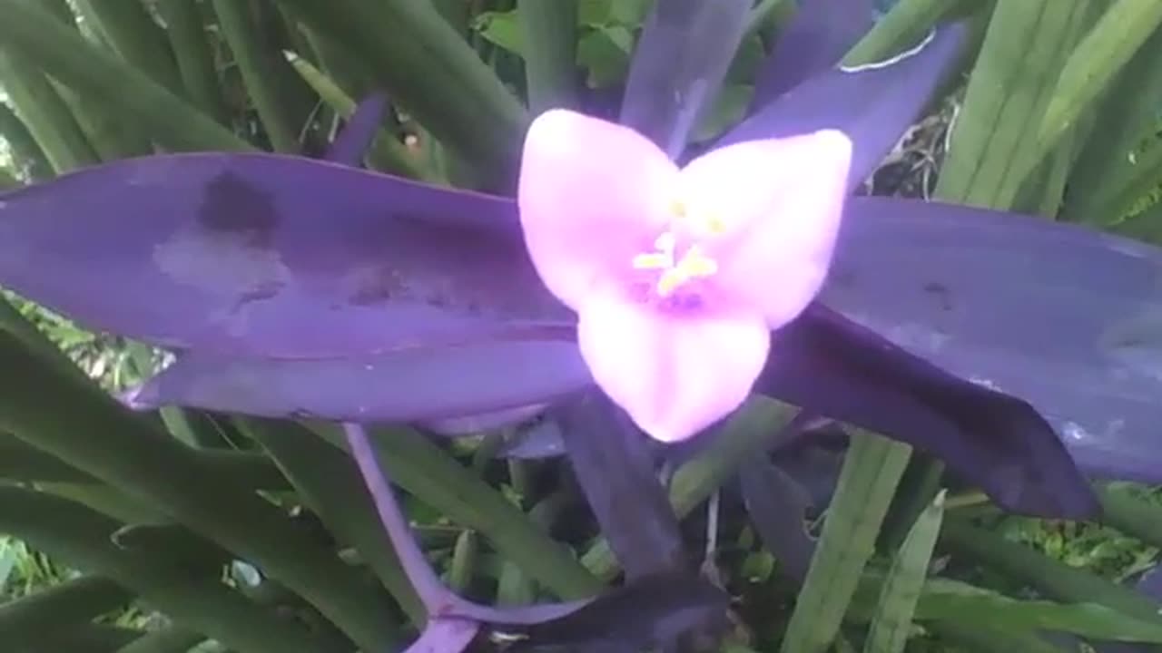 The purple heart plant shows off its beautiful flower, resembles a heart shape! [Nature & Animals]