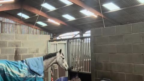 Horse Gets In The Way Of Owner Cleaning