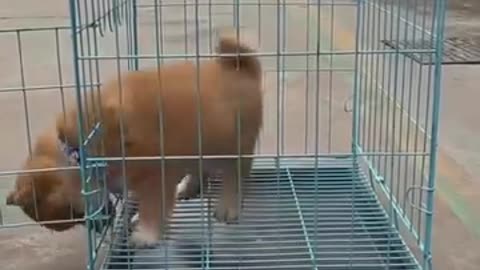 Funny videos 😂 of dog 🐕🤣