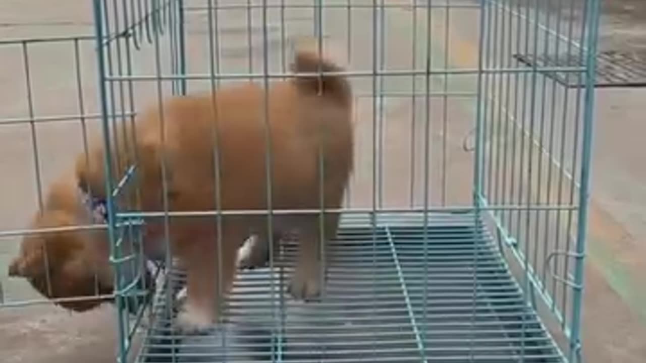 Funny videos 😂 of dog 🐕🤣