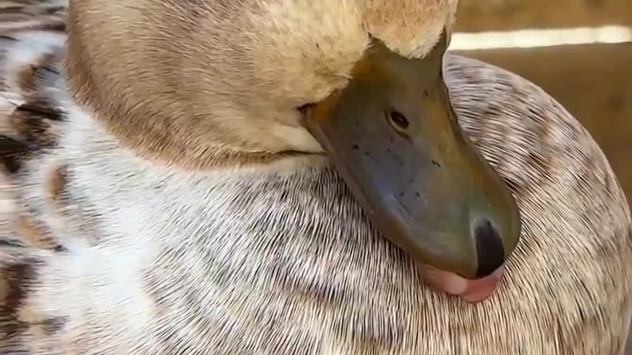 Peanut always be napping like