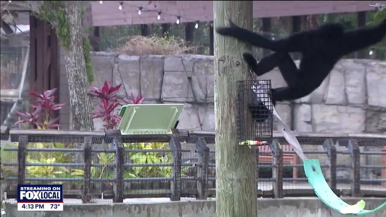 Siamang born at ZooTampa fills critical need for species