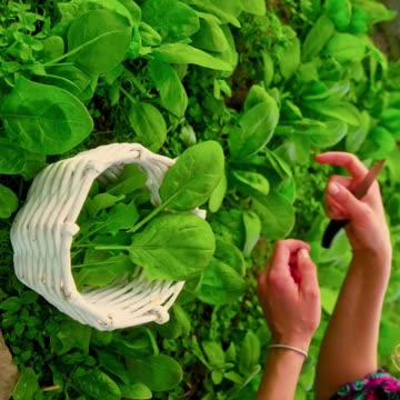 spinach benefits #shorts #vegetables #food