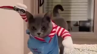 Cats for Halloween