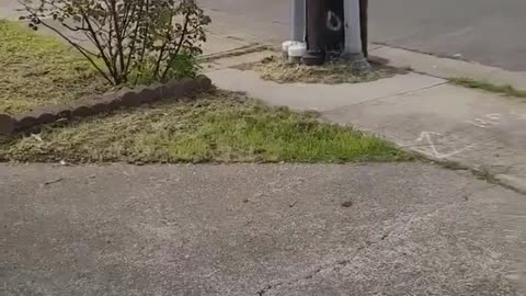 Driver flips off camerawoman, wrecks his truck in the process