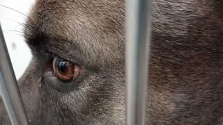 Creedence-black 2y A882027 kennel 183 PACC shelter Creedence's extremely untrusting of me20251105984