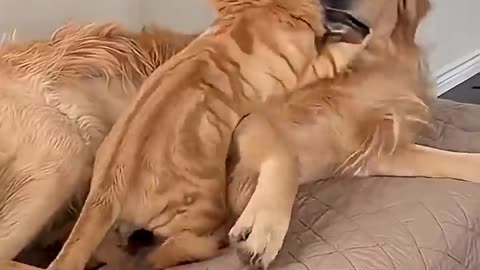 Cat and Dog unstoppable love