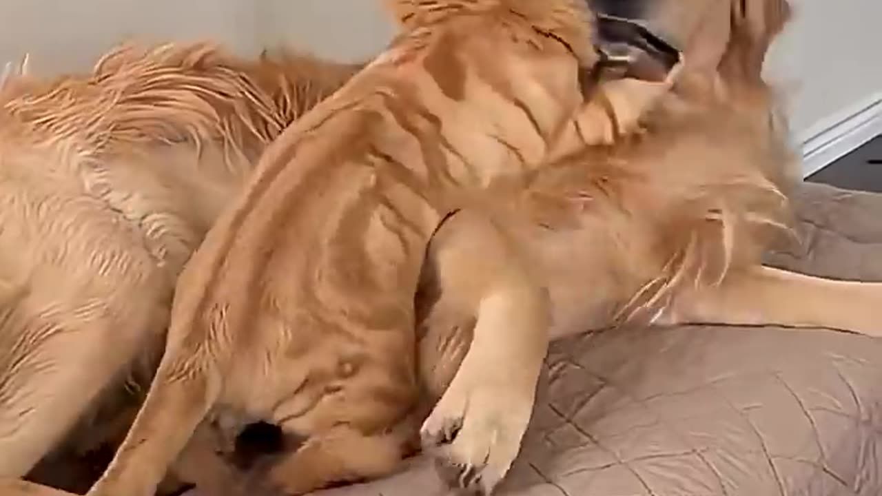 Cat and Dog unstoppable love