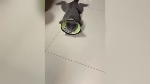 Funniest Dogs and Cats 2025😼🐶｜｜ You Laugh You Lose😜