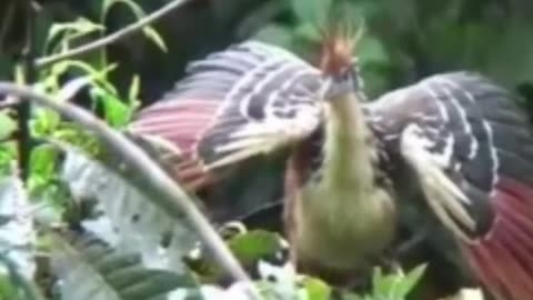 HOATZIN