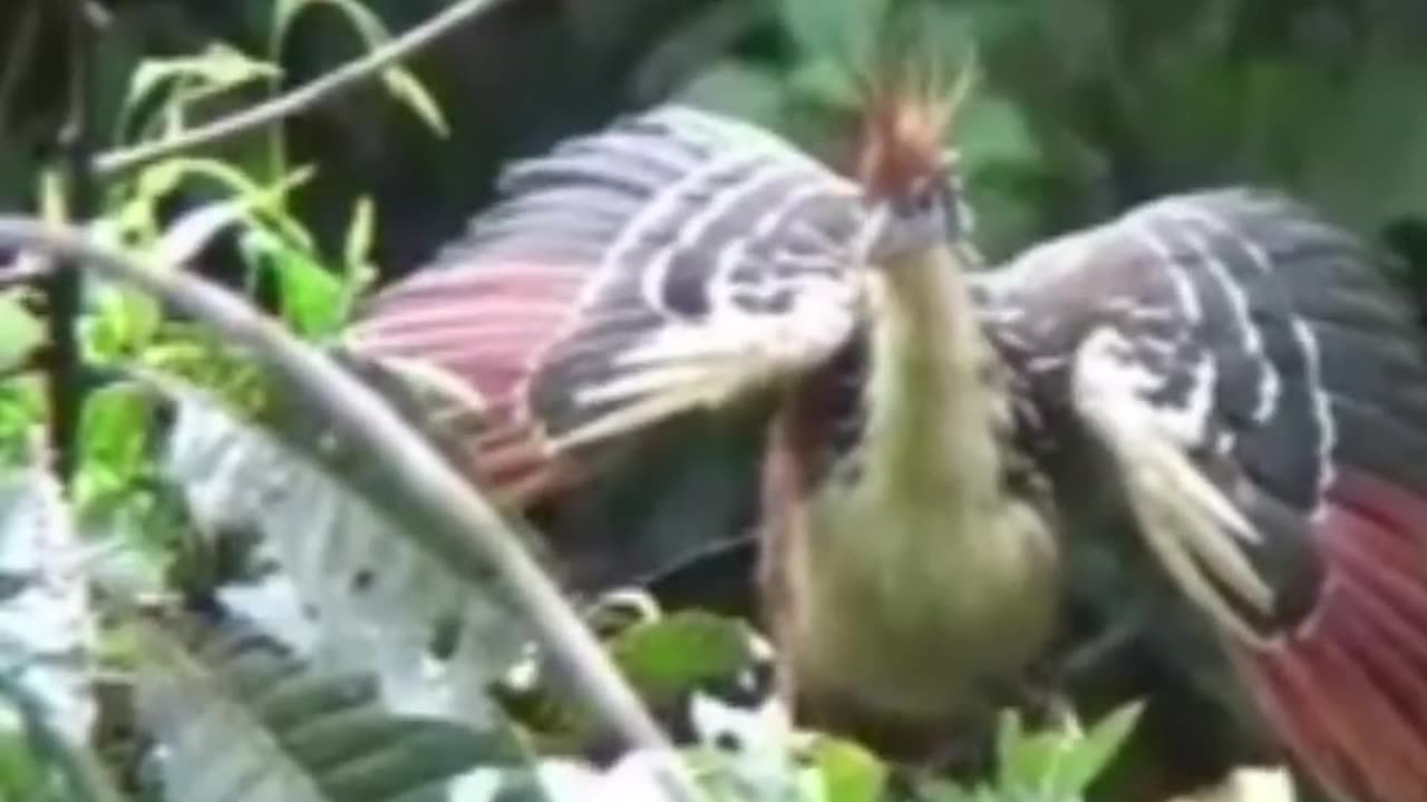 HOATZIN
