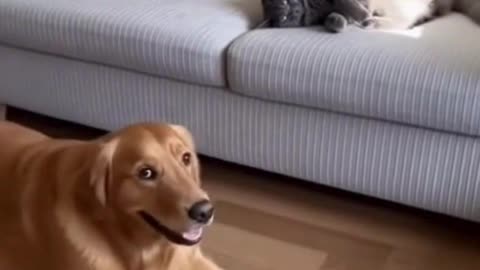 😺🐶 Cat and Dog Fight… But It’s Actually Their Way of Showing Love ❤️😂