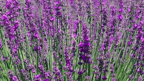 Lavanda de inglés