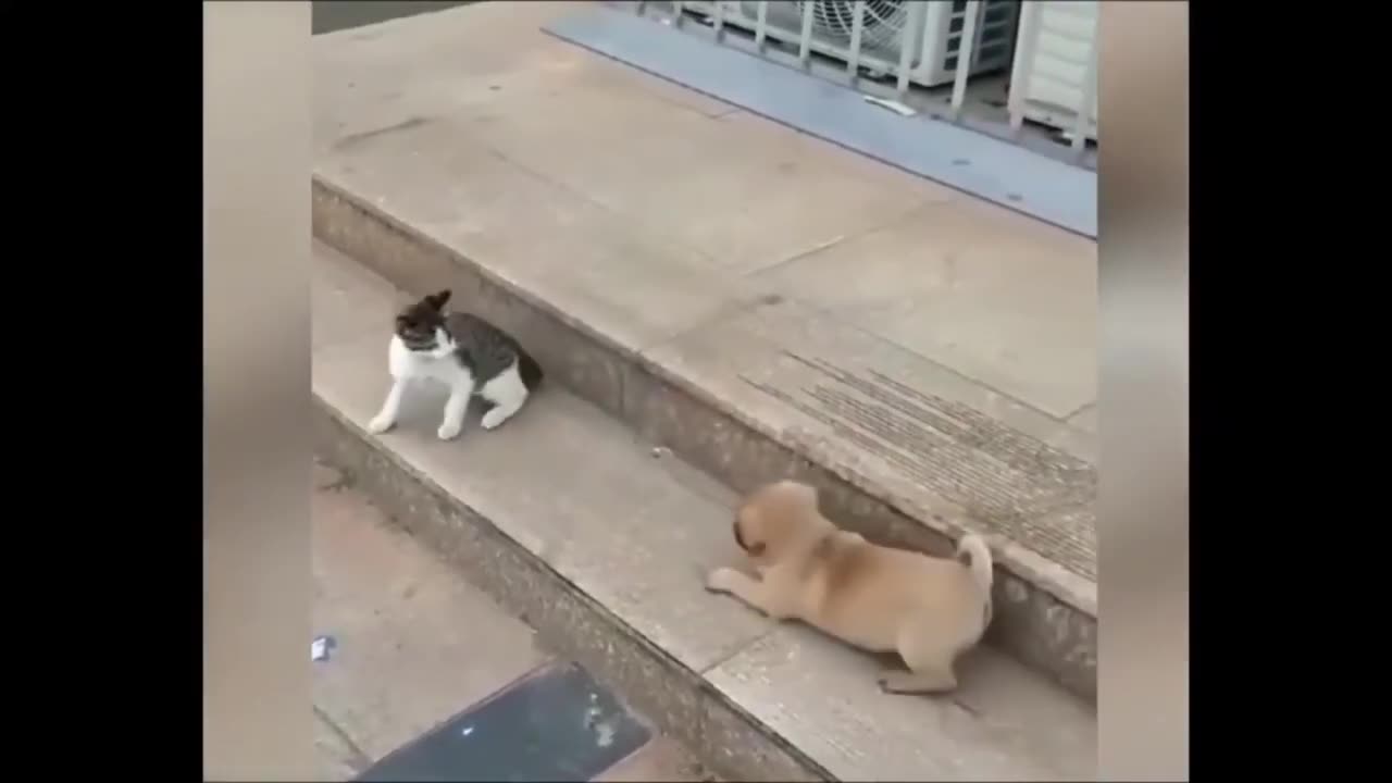 Cat VS Dog Funny Animal Videos