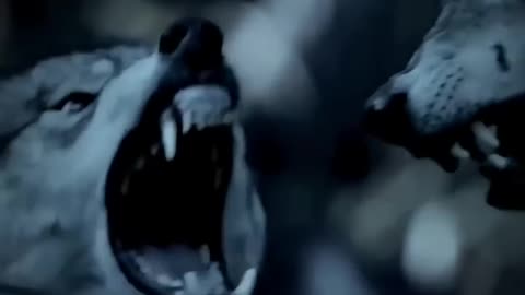 5 Signs That a Person is Highly Intelligent #wolfmindset #5signs #shorts