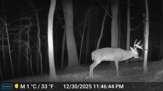 The Woods – 01/01/2026