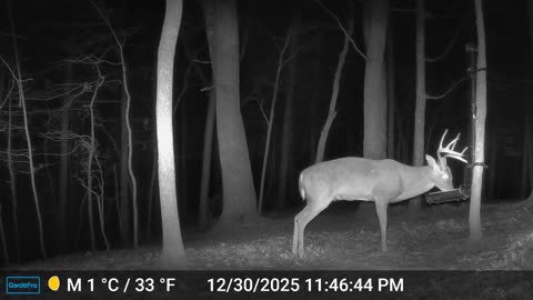 The Woods – 01/01/2026