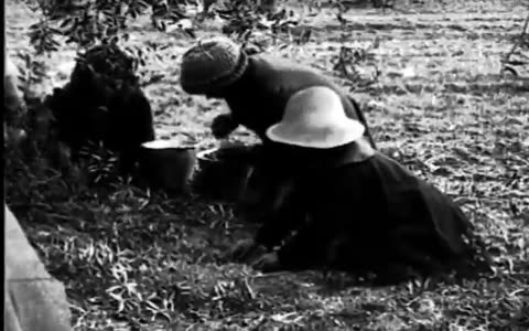 OLIVE AND ORANGE GROWING - OLIVE AND ORANGE GROWING - fc-fc-2422