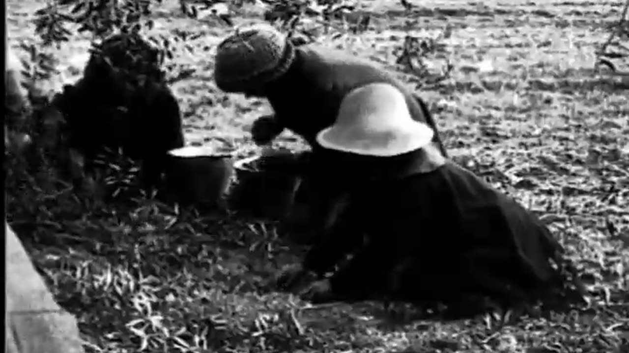 OLIVE AND ORANGE GROWING - OLIVE AND ORANGE GROWING - fc-fc-2422