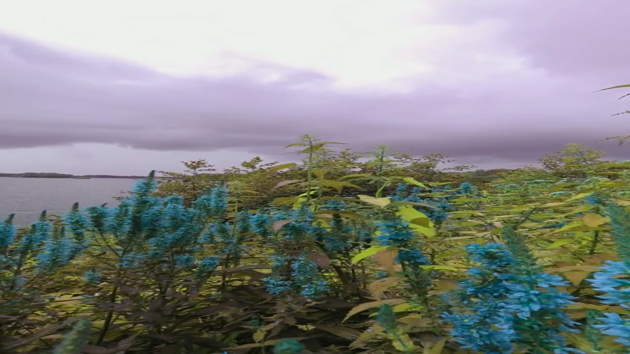 🍃✨ Pure Nature Bliss: A Calm Escape | FunFM