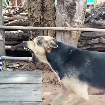 Try Not To Laugh 😂😂