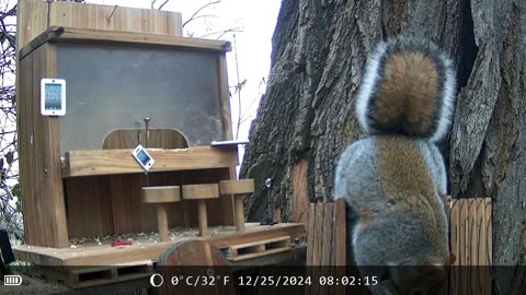 Rocky the (not so flying) Squirrel! - Radio Tree Nut City (Behind the Scenes)